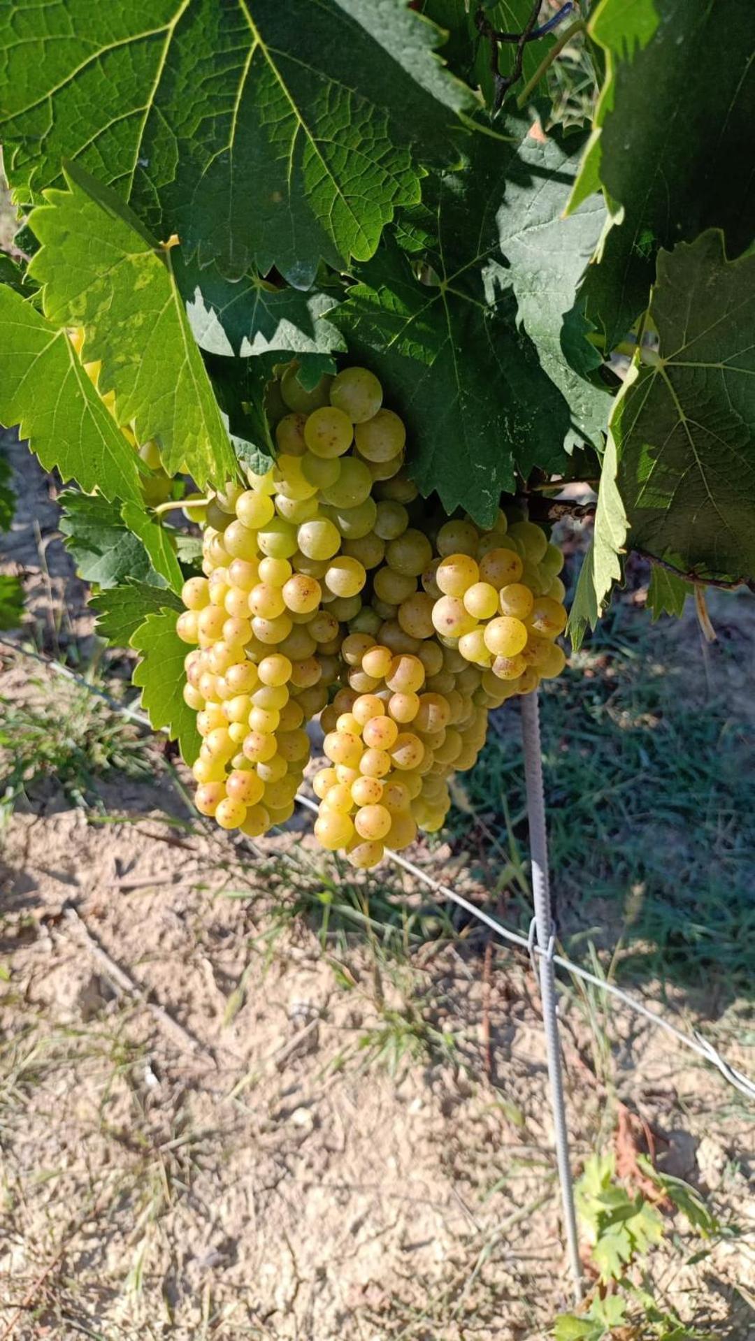 Agriturismo Vecchio Torchio カネッリ エクステリア 写真
